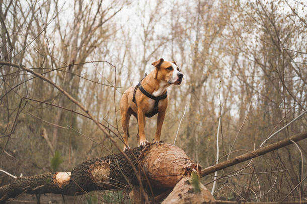 狗站在一个自然公园的树桩上，爬着宠物