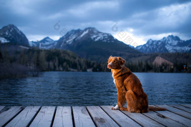 高山湖中的狗，木桥。夜景。和宠物一起在大自然中旅行。新斯科舍省鸭收费站