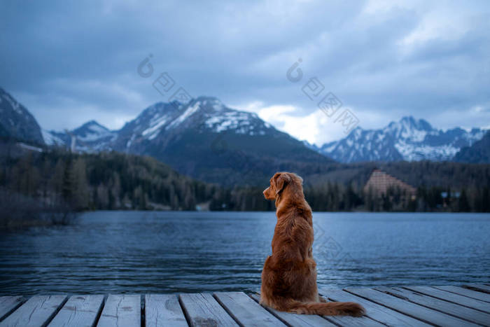 高山湖中的狗，木桥。夜景。和宠物一起在大自然中旅行。新斯科舍省鸭收费站