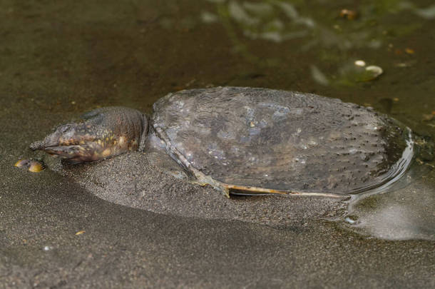 水边的普通软壳龟或亚洲软壳龟(Amyda cartilaginea)的壳