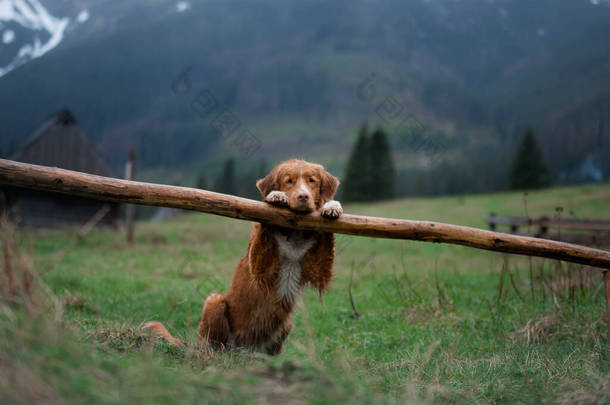 和狗一起远足新斯科舍省的托林鸭寻回者把爪子放在山上的木栅栏上。在风景上的宠物