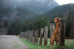 和狗一起远足新斯科舍省的鸭托林猎犬在山上，在山谷里 