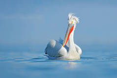 达尔马提亚鹈鹕, Pelecanus 基利司布, 在希腊 Kerkini 湖。Palican 的翅膀, 狩猎的动物。来自欧洲大自然的野生动物场景。蓝天上的小鸟。Palican 长橙色比尔。鸟在飞行. 