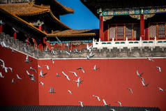 中国北京紫禁城广场上的鸽子。北京市红墙前放飞的鸽子.图上这块牌匾的中文译文：子午门.