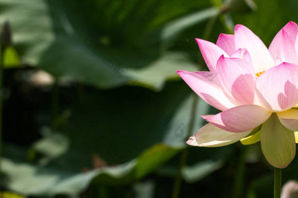 莲花或莲藕花盛开在大叶