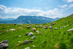 黑山杜尔米托尔地块上小石块放牧的羊群群