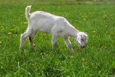 在绿色草地上吃草的年轻山羊孩子用蒲公英.