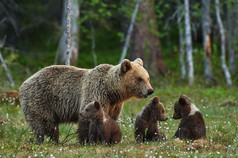 熊妈妈和小熊