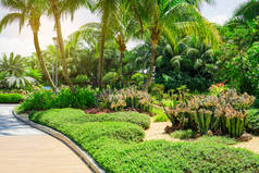 美丽的热带风景，装饰有仙人掌、浅褐色卵石、绿叶和红叶地面植被和椰子棕榈树花园的灌木 