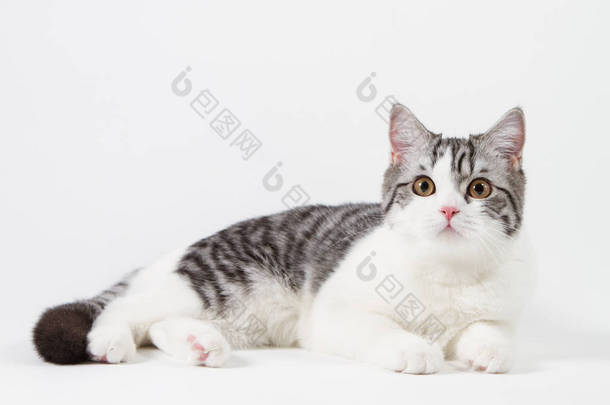 苏格兰直猫躺在白色背景上的肖像
