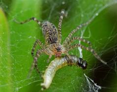 蜘蛛的食物取决于它的种类.网络蜘蛛喜欢以苍蝇、蛾、蚊子等昆虫为食。猎杀蜘蛛是一种更为贪婪的蜘蛛种类.他们伪装自己攻击猎物 