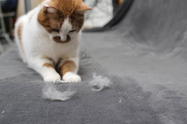 宠物的头发。清理猫的皮毛。沙发上的猫毛.