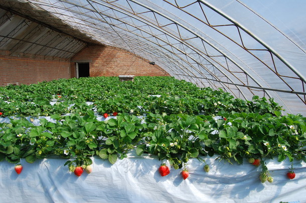 工业温室种植草莓