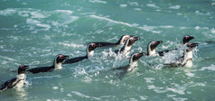 非洲企鹅在水中游泳 