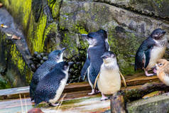 蓝色的小企鹅在池塘里嬉戏.新西兰奥克兰动物园
