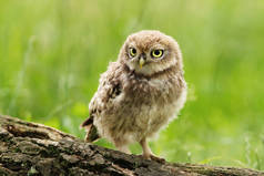 英国的绿色背景下栖息在树上的少年小猫头鹰特写.