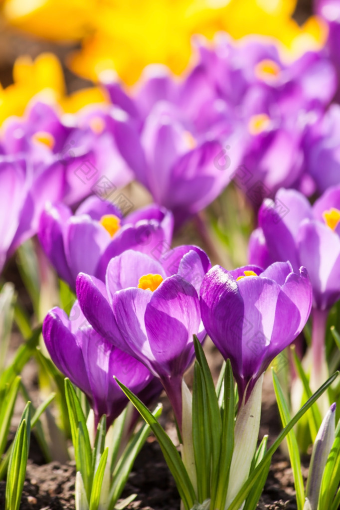 春花包图企业站