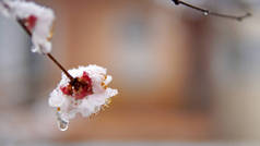 春雪盛开的花朵