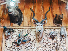 野生动物的头和塞满的野鸟挂在木墙上.狩猎奖杯