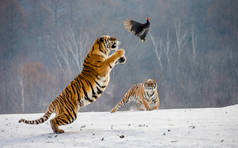 中国哈尔滨市污泥高河子公园西伯利亚虎公园西伯利亚虎公园雪原虎在冬季森林捕捉猎物鸟时跳跃. 