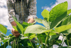 农场工人控制大豆种植的发展。农艺师大豆作物种植的田间检查.