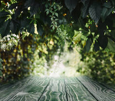 条纹木背景上美丽的绿叶壁纸