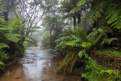 晨雾中流过热带雨林的小溪.