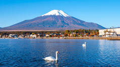 日本山中山中湖中富士山风景与白天鹅游动