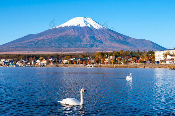 日本山中山中湖中富士山风景与白天鹅游动