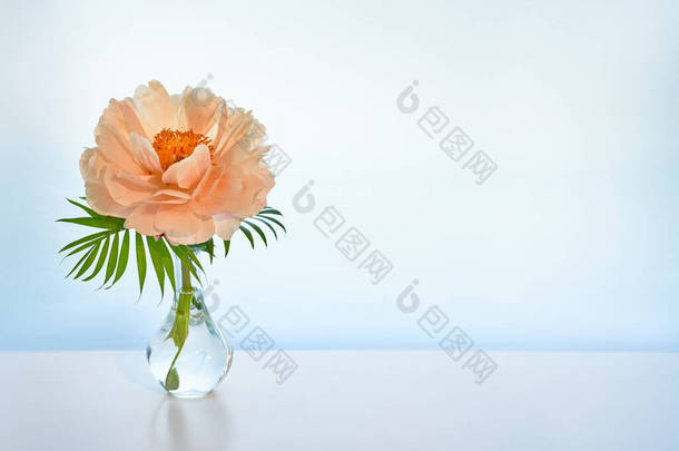淡淡的背景，白色桌子上的时髦的现代玻璃瓶中的单瓣牡丹花和棕榈叶。复制空间，文本空间，白底文本的<strong>位置</strong>.