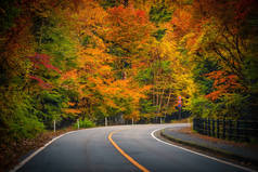 这条路穿过树木间，长满了秋叶. 