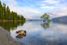 在水里孤零零的万卡树，在清澈的水中像镜子一样反射出来。夏天的早上，新西兰奥塔戈的瓦纳卡湖蓝天映衬着