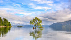 在水里孤零零的万卡树，像一面镜子，反射在清澈的水中。夏天的早上，新西兰奥塔戈的瓦纳卡湖蓝天映衬着