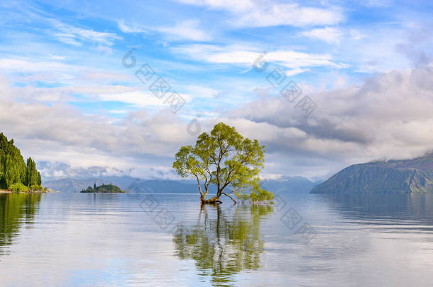 在水里孤零零的万卡树，像一面镜子，反射在清澈的水中。夏天的早上，新西兰奥塔戈的瓦纳卡湖蓝天映衬着