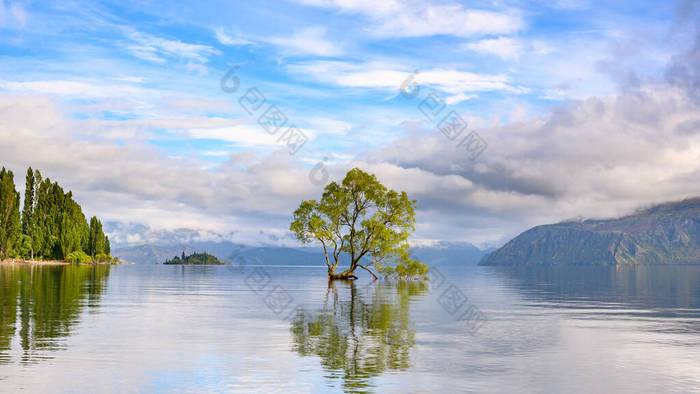 在水里孤零零的万卡树，像一面镜子，反射在清澈的水中。夏天的早上，新西兰奥塔戈的瓦纳卡湖蓝天映衬着