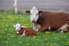 布朗和白牛妈妈带着小牛犊站在牧场上，他们正在看着摄像机