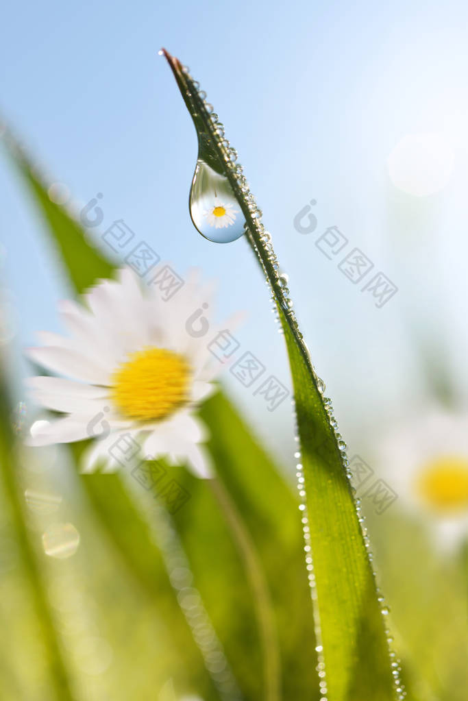 菊花与新鲜的绿春草与露水滴特写。春季主题。自然背景.