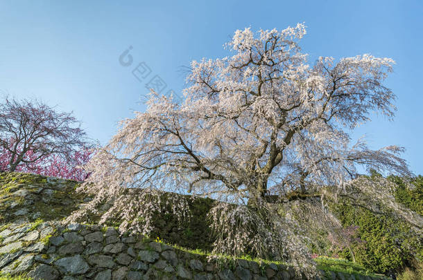 Matabei 樱花，巨型立体裁剪心爱樱桃树，栽在本乡 Uda 城区，奈良县. 