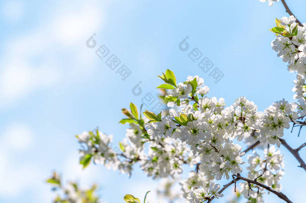 黑荆棘花映衬着春天的蓝天.梅花的枝条被太阳照亮的梅花的枝条有题字位置的贺卡的背景.
