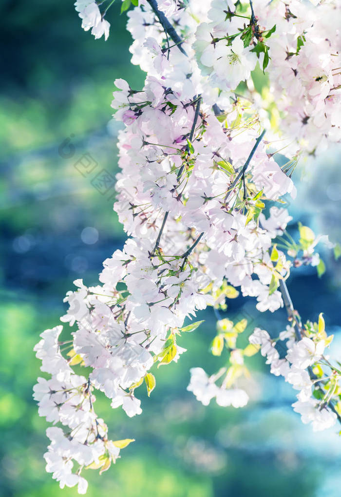 春天花园里李树盛开的白花.