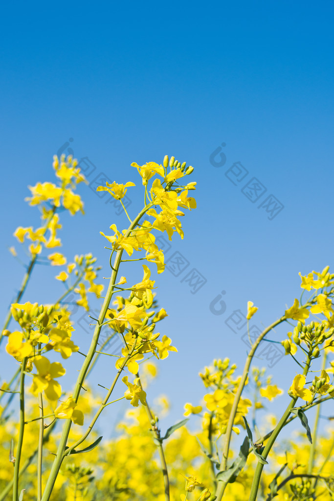 农业耕地油料菜籽花