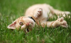小猫咪在草地上玩耍