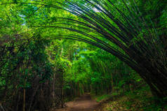 热带深林竹子园与路径自然景观
