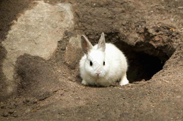 可爱白兔子离开洞穴