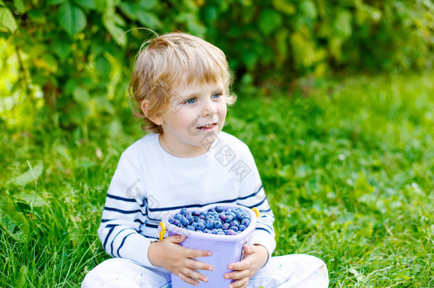对有机<strong>蓝莓</strong>田农场<strong>采摘</strong>新鲜浆果的小小孩男孩