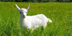 小白孩,小山羊在绿草地里吃草.阳光灿烂的夏日.家畜，农场。横幅.