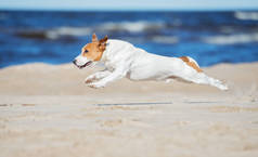 杰克 · 罗斯塞尔的狗在海滩上奔跑