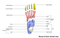 人体足部骨骼骨架