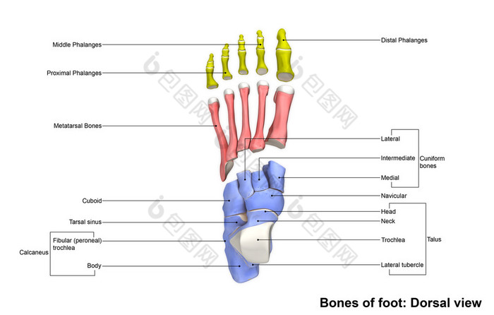 人体足部骨骼骨架
