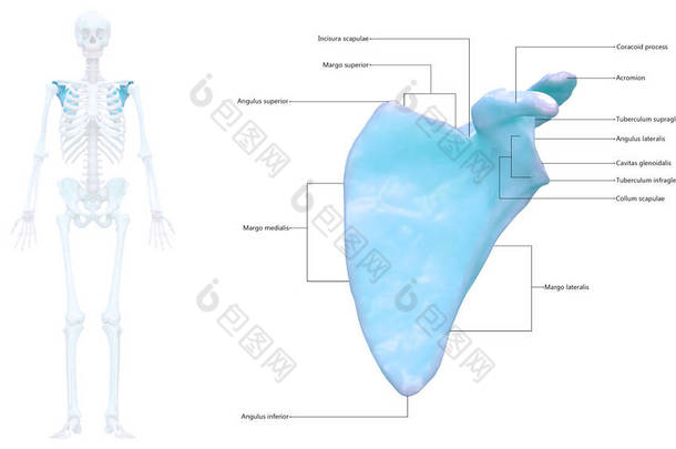 人类<strong>骨骼</strong>系统的<strong>骨骼</strong>连接与详细的标签<strong>解剖</strong>。3D